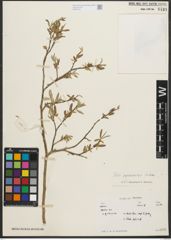 Foto von Salix pycnostachya Andersson